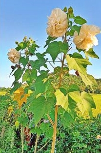 Colour Changing Hibiscus Flower