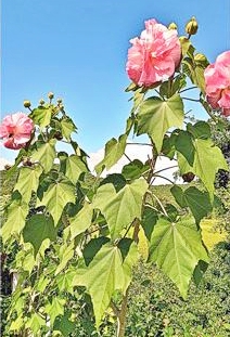 Colour Changing Hibiscus Flower