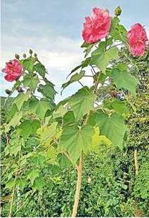 Colour Changing Hibiscus Flower