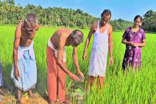 paddy cultivation stories  wayand Kurichya farmers  Birthday Of paddy Crops Celebrated  കാർശിക വാർത്തകള്‍ കേരളം