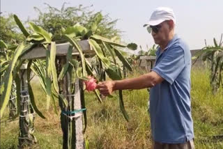 Nathilal Sharma from Samai village in Bharatpur reaped rich rewards when he switched to cultivating dragon fruit