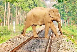 Three Elephant Deaths In Three Months, NGT Takes Up Cudgels