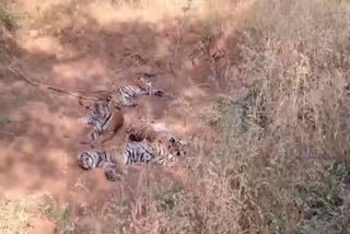 TIGRESS RIDHI WITH CUBS