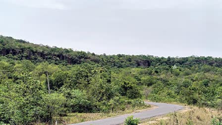 Mallur Gattu is home to some rare species of medicinal plants