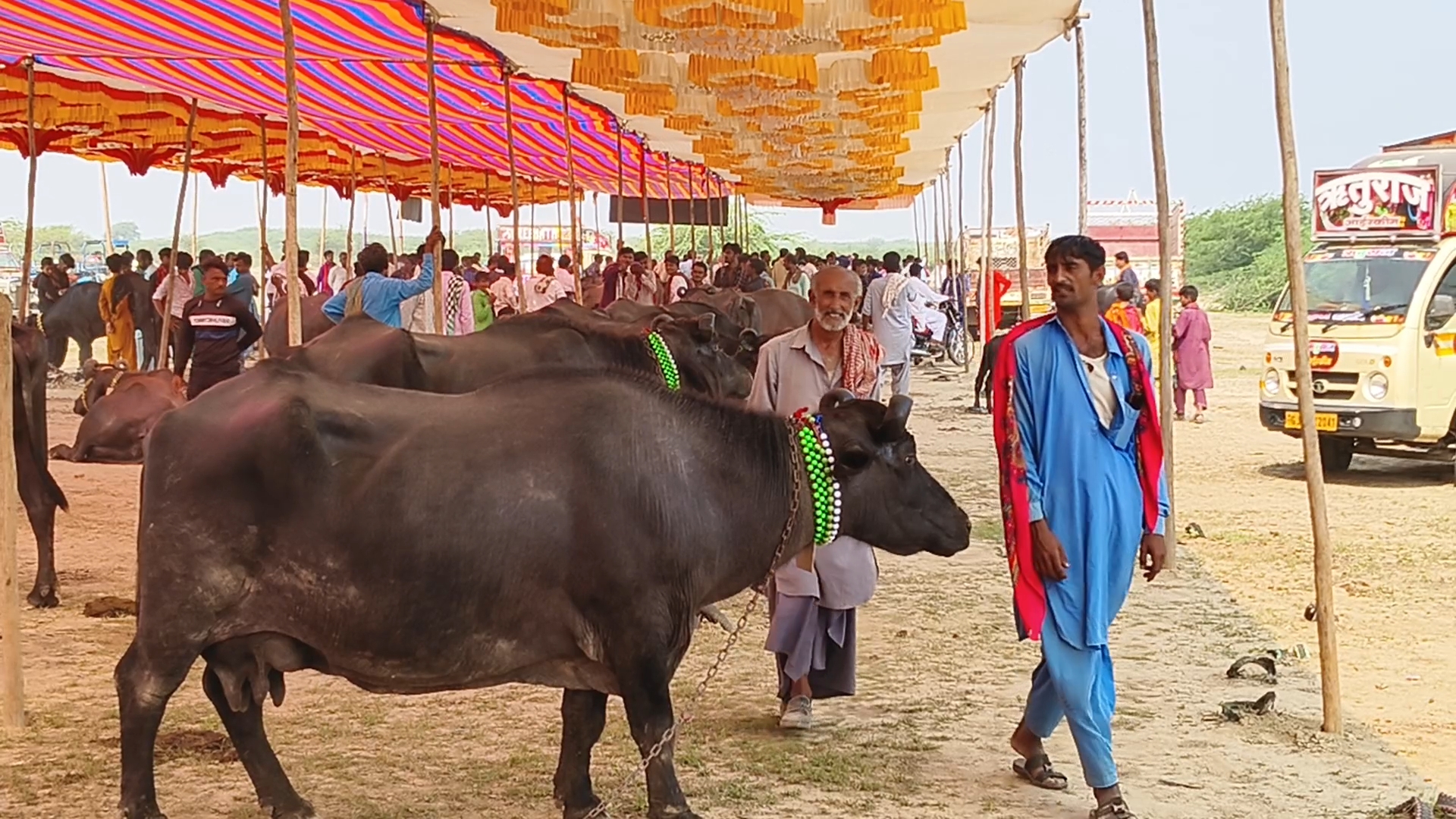 બન્ની નસલની ભેંસો તેમજ કાંકરેજ ગાયોનું ખરીદ વેચાણ