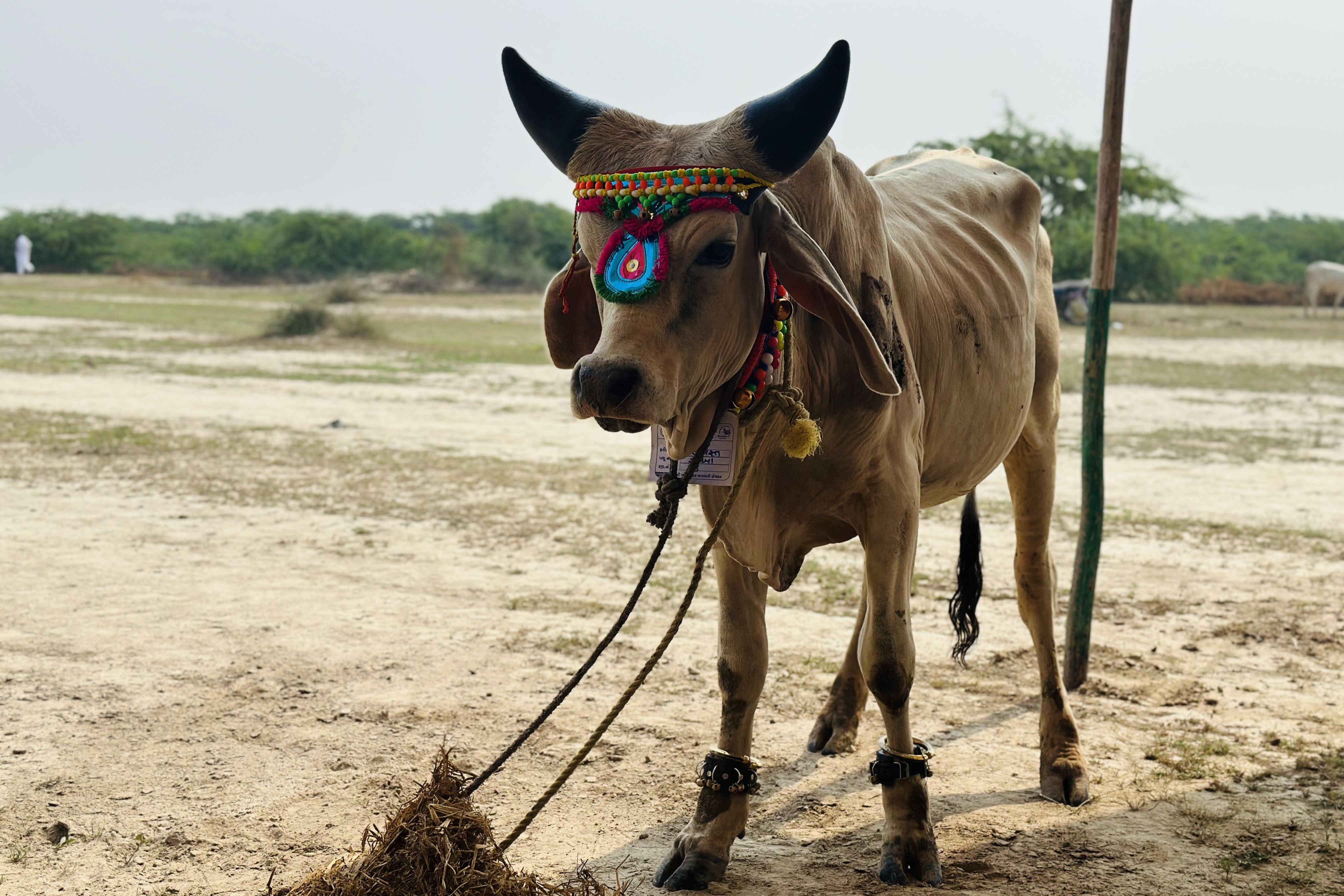 સ્પર્ધામાં 5થી 15 હજાર સુધીના ઈનામ