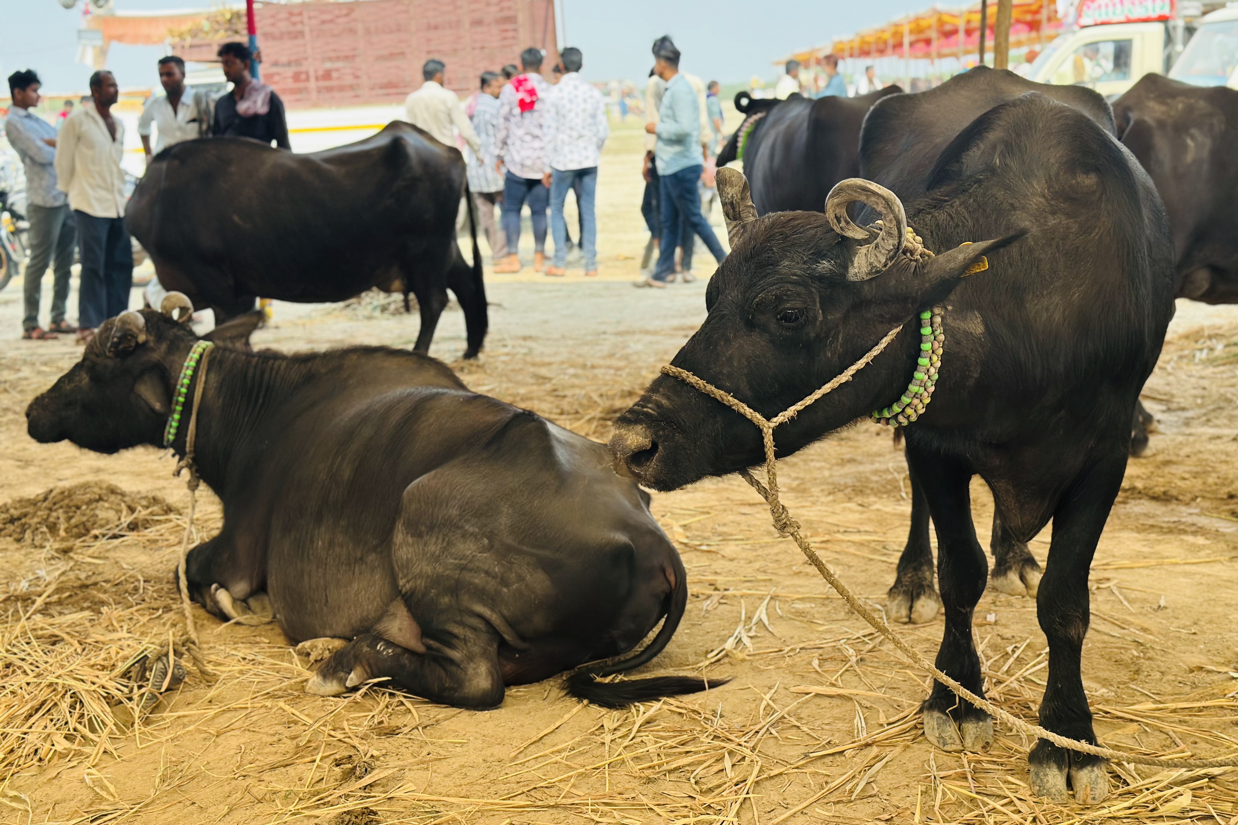 બન્નીની ભેંસને નેશનલ બફેલો તરીકે માન્યતા