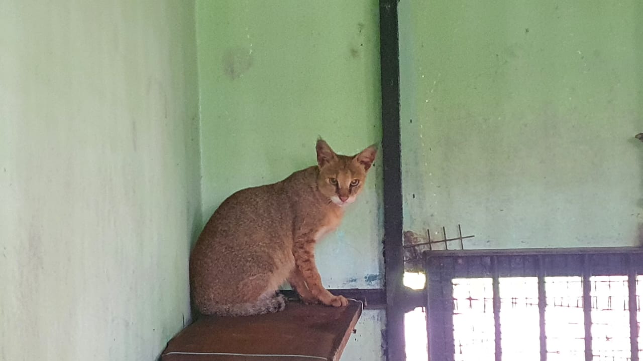 bannerghatta national park