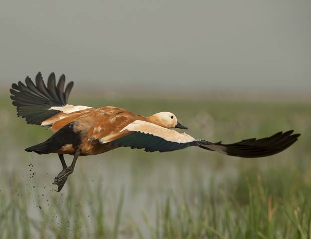 Exotic Birds at Chilika