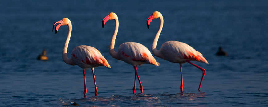 Exotic Birds at Chilika