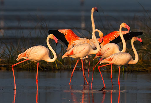 Exotic Birds at Chilika