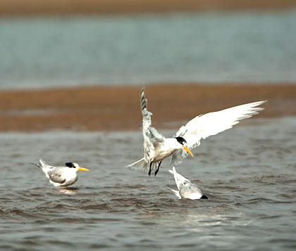 Exotic Birds at Chilika