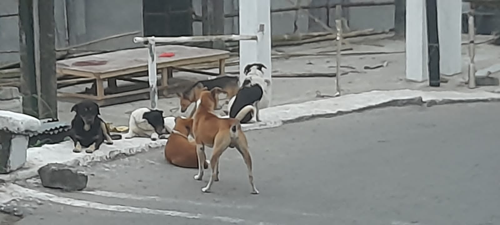 Stray Dogs Attack