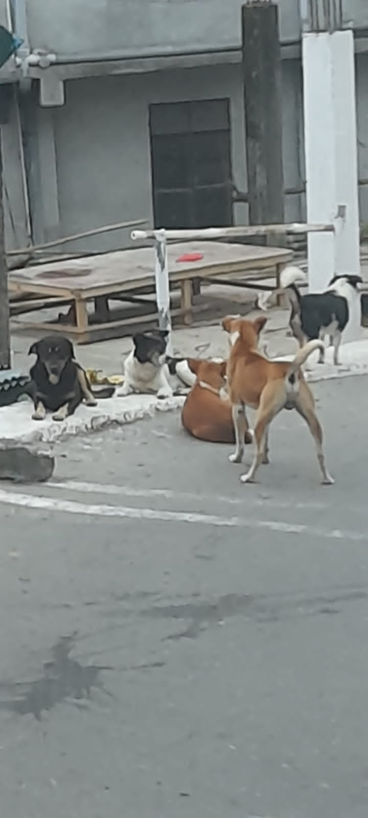 Stray Dogs Attack