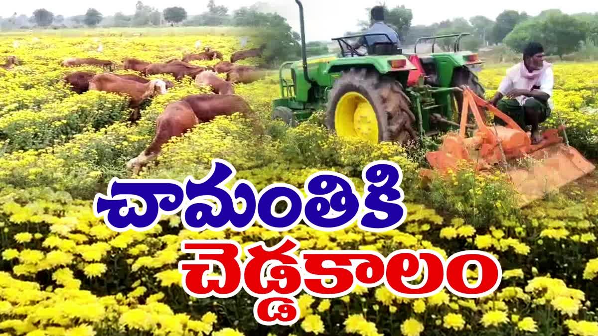 Chrysanthemum_Cultivation_Giving_Loss_to_Farmers