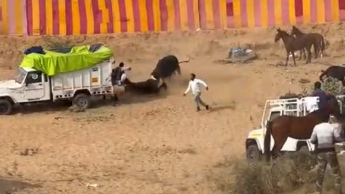 Buffalo attacked horses in Pushkar Fair