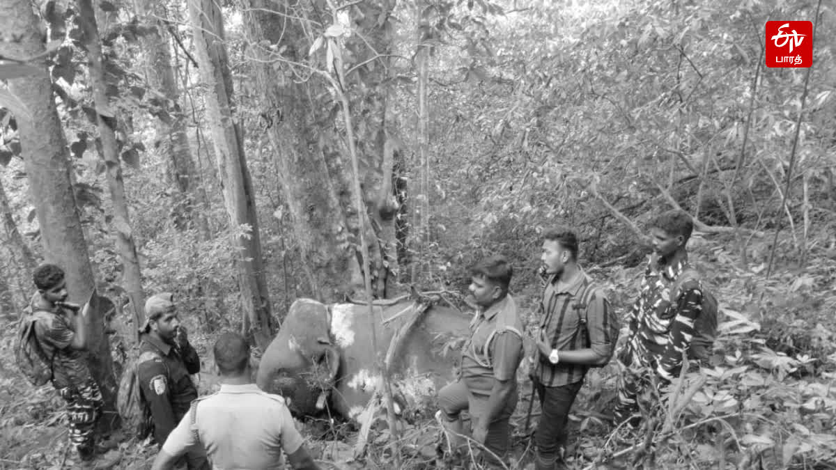 magna elephant dies in pollachi