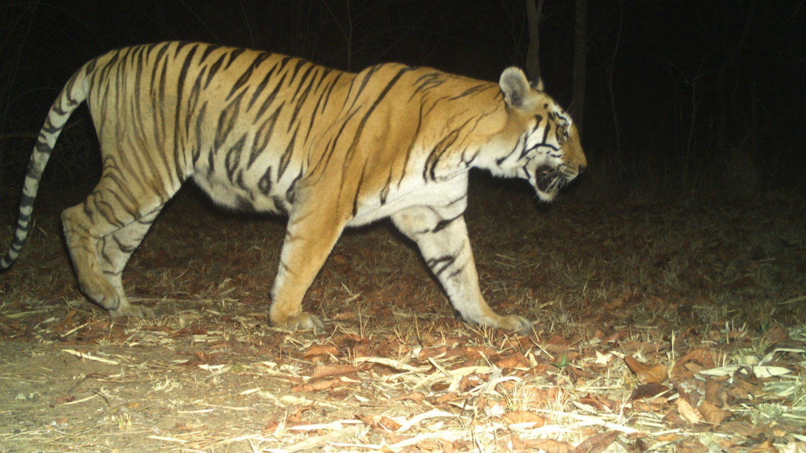 Tiger Remain Found In Tadoba