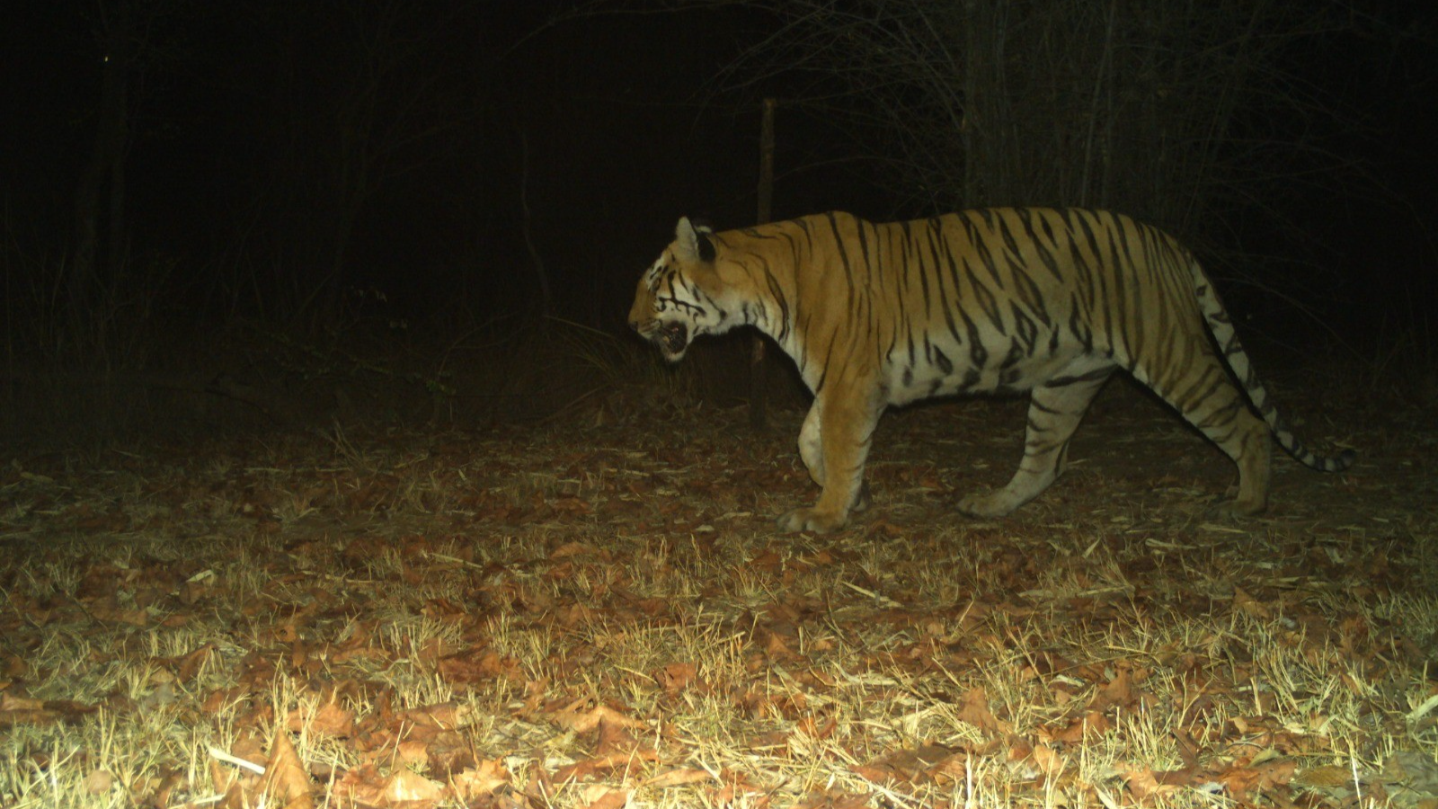 Tiger Remain Found In Tadoba