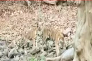 Tiger Remain Found In Tadoba