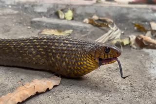 Snake Eaten Plastic Bag