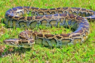 Python_on_Electricity_Pole_in_Poranki_of_Krishna_District