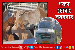 Cattle smuggling in Assam