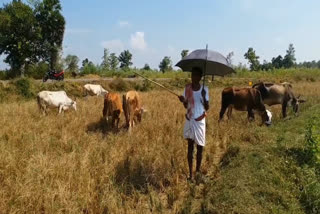 ysrcp_government_not_in_farmers_drought_losing_crops