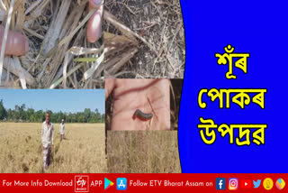 Insect attacked paddy field in Rangia