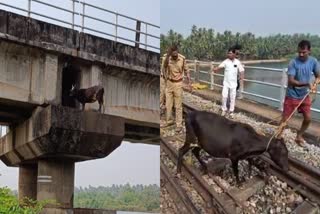 Cow rescued which stuck in Railway Bridge