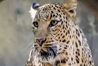 leopard