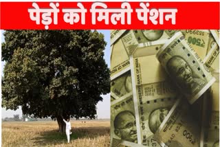 Haryana Tree Pension Unique Govt scheme How to get Tree Pension Haryana News