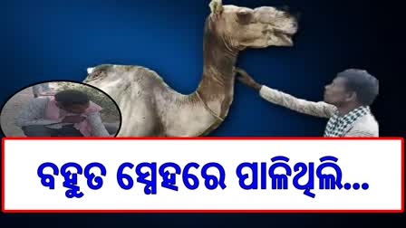 camel from rajasthan died in boudh