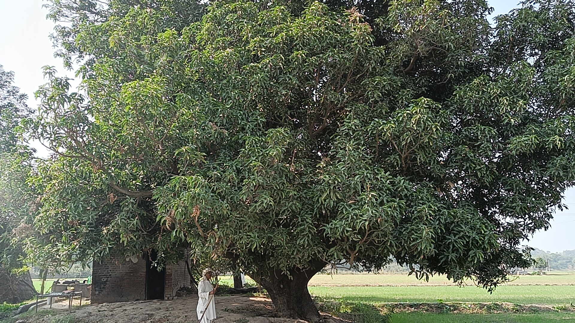 Haryana Tree Pension Unique Govt scheme How to get Tree Pension Haryana News