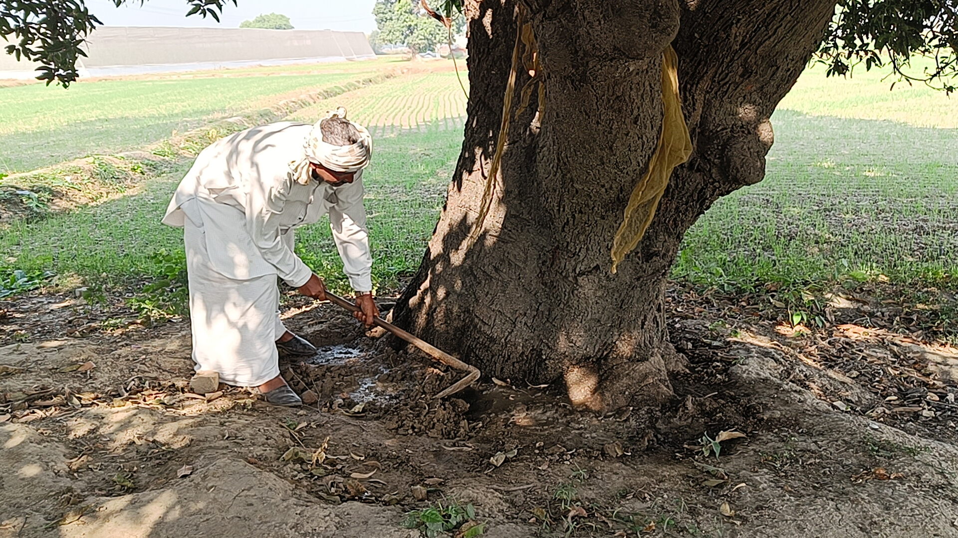 Haryana Tree Pension Unique Govt scheme How to get Tree Pension Haryana News