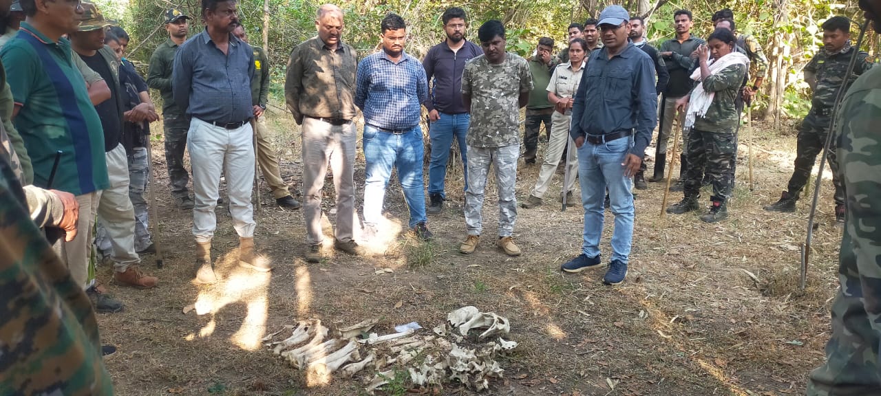 Tiger Remain Found In Tadoba