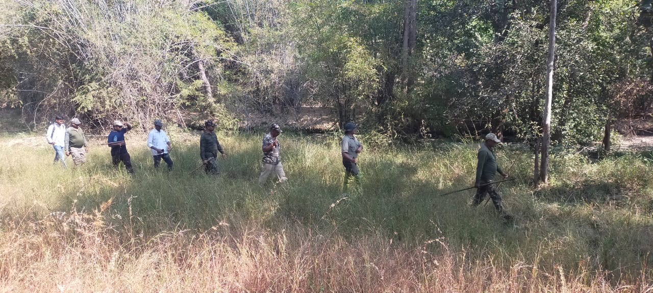 Tiger Remain Found In Tadoba