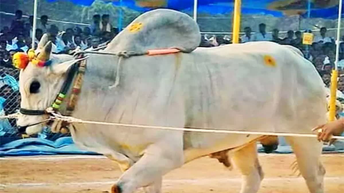 Ongole Bulls are Facing Serious Difficulties