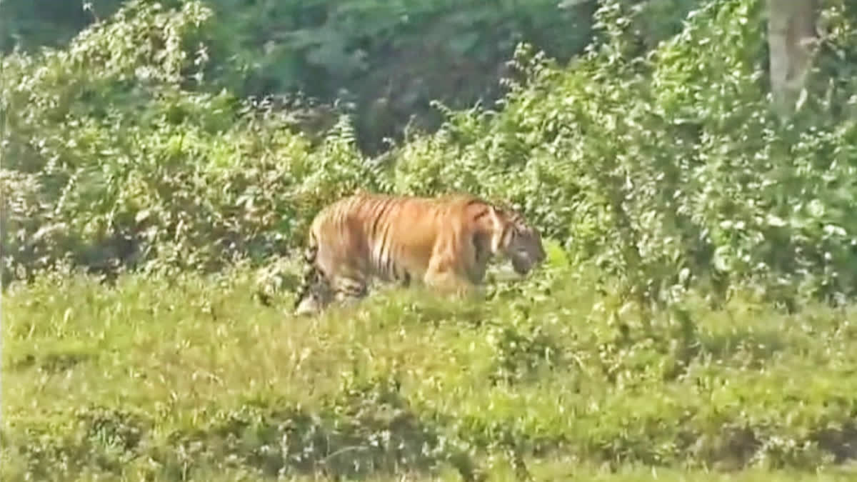 Bengal Tiger in Kaliabor