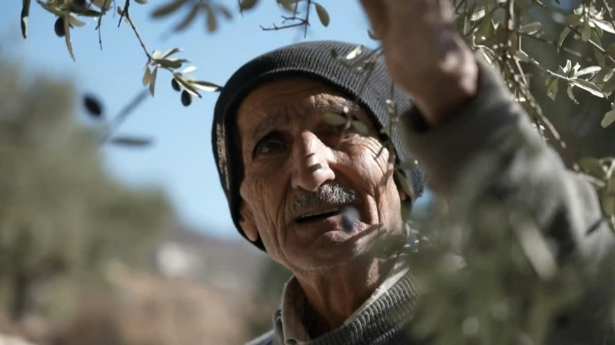 Defiant Lebanese Harvest Olives in the Shadow of War