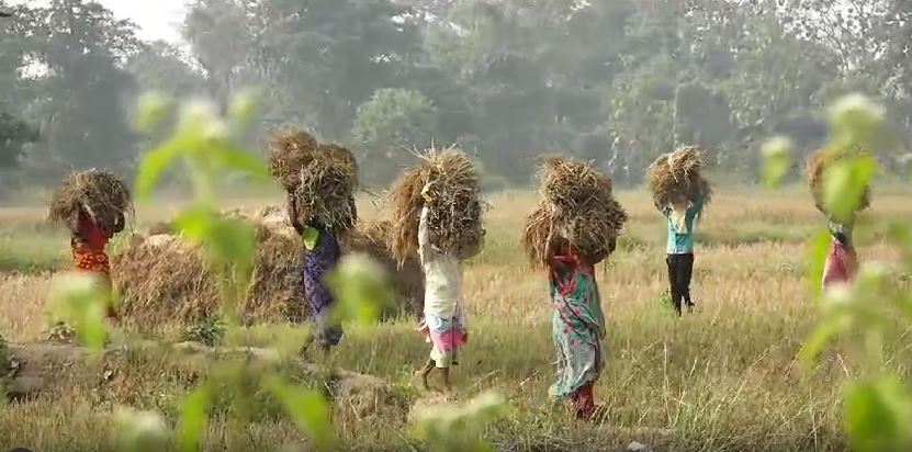 କାଲିଠୁ ଉଠିବ ଧାନ: ବରଗଡରେ ପ୍ରସ୍ତୁତି ଶେଷ