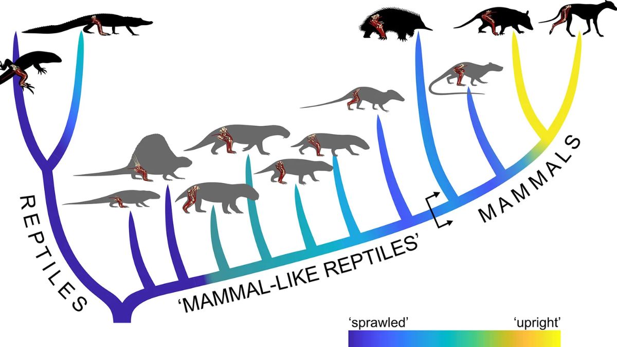 Evolutionary interrelationships of the modern (black) and extinct (gray) species investigated