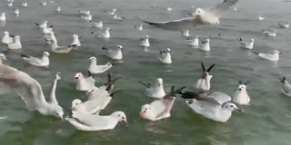 Arrival Of Migratory Birds Adds Charm To Ganga's Ghats In Varanasi