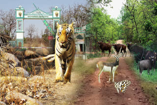 Barnawapara Sanctuary of Chhattisgarh