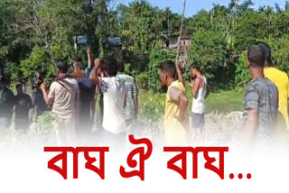 Tiger Terror in Assam