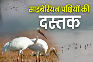 CYBERIAN BIRDS IN HARYANA