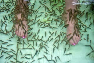 DISADVANTAGES OF FISH SPA