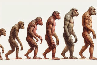 The Nonlinear Evolution Of Mammalian Posture