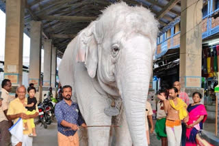 Temple Elephants Living Conditions in Tamil Nadu