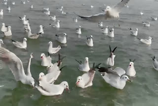 Arrival Of Migratory Birds Adds Charm To Ganga's Ghats In Varanasi